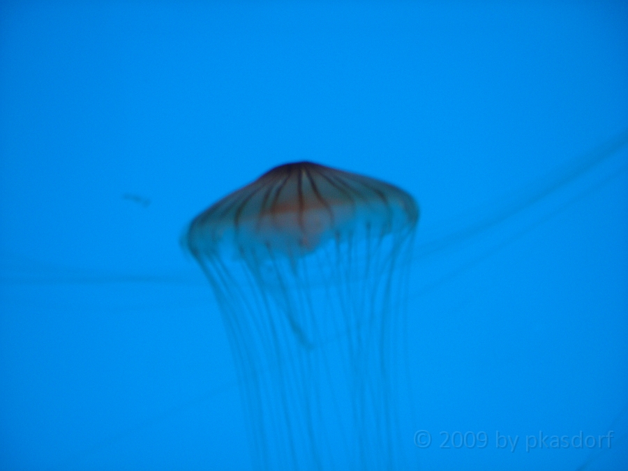 Baltimore [2009 July 02] 159.JPG - Scenes from Baltimore's Inner Harbor.